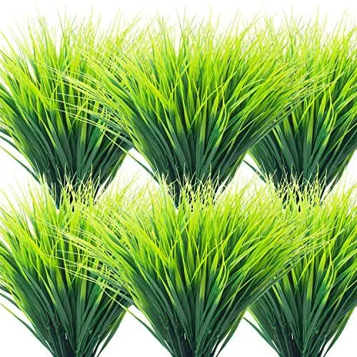Grunyia Wheat Grass – Green