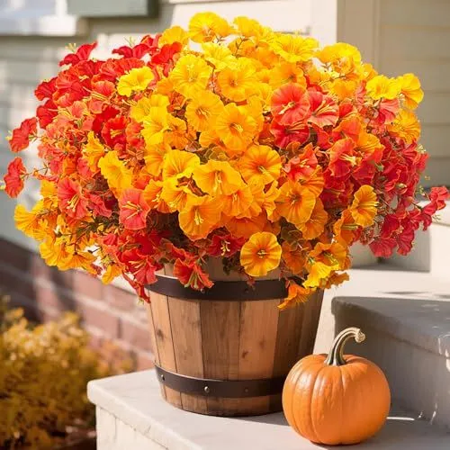 Grunyia Morning Glory Bush – Fall Mix
