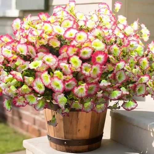 Grunyia Morning Glory Bush – Pink