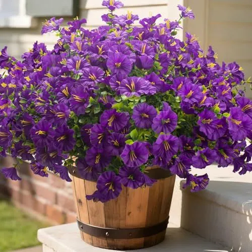 Grunyia Morning Glory Bush – Purple