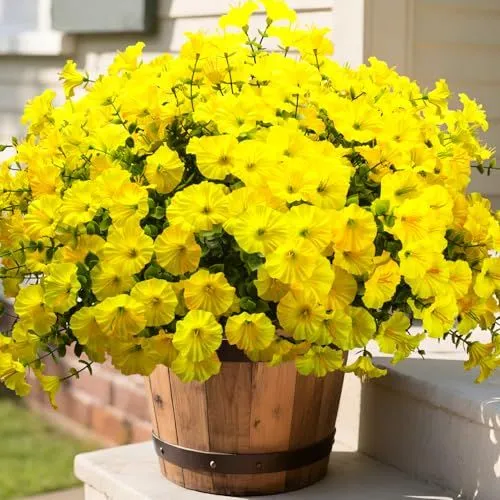 Grunyia Morning Glory Bush – Yellow
