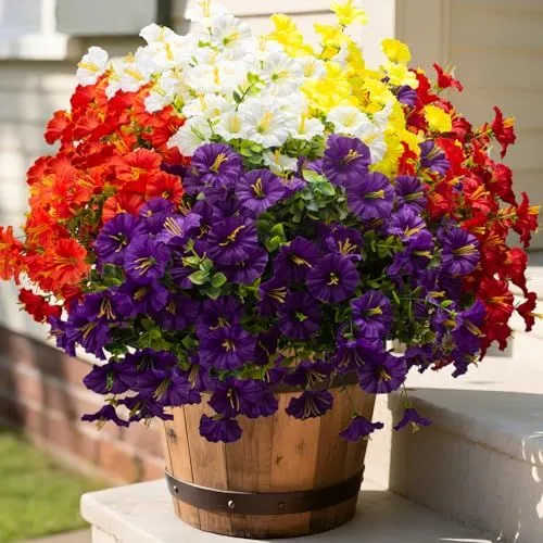Grunyia Morning Glory Bush – Mix