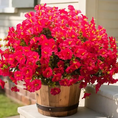 Grunyia Morning Glory Bush – Rose Red