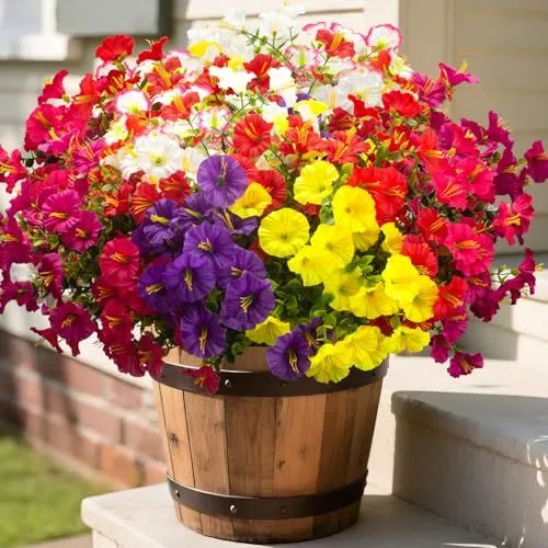 Grunyia Morning Glory Bush – Mix