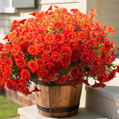 Grunyia Morning Glory Bush – Orange