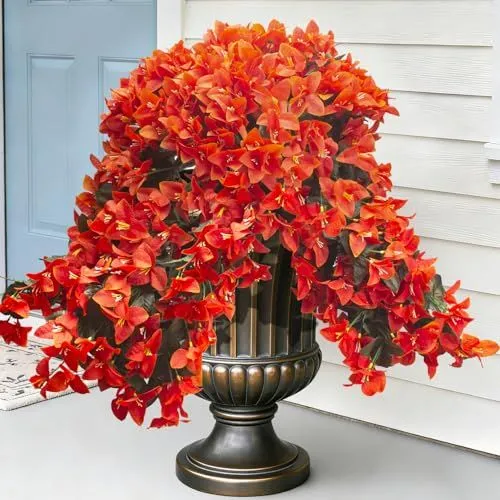 Grunyia Trailing Bougainvillea – Orange