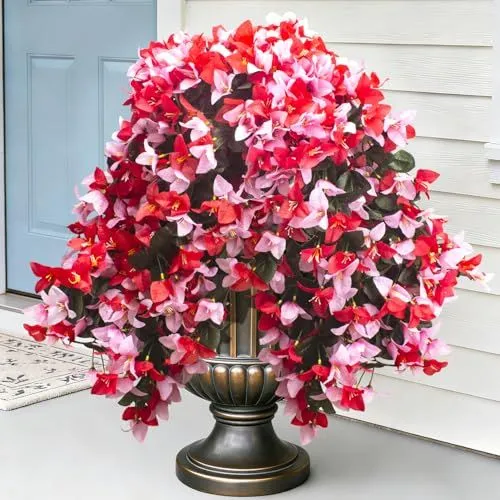 Grunyia Trailing Bougainvillea – Red & Pink
